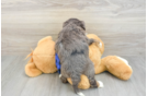Mini Bernedoodle Puppy for Adoption