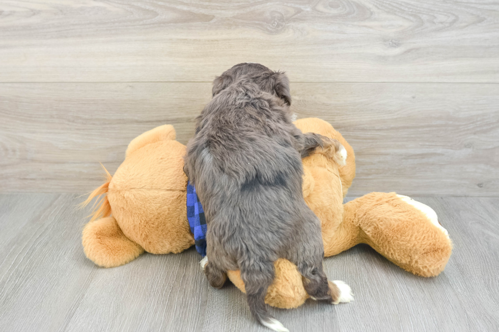 Mini Bernedoodle Puppy for Adoption