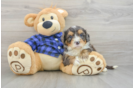 Best Mini Bernedoodle Baby