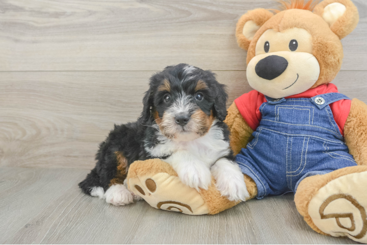 Small Mini Bernedoodle Baby