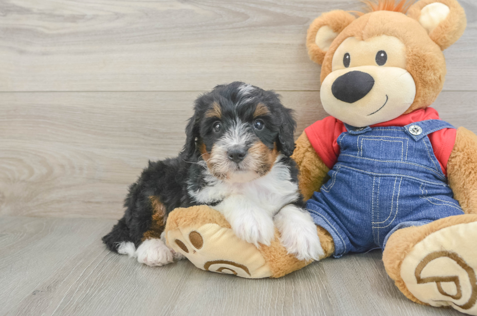 6 week old Mini Bernedoodle Puppy For Sale - Premier Pups