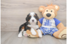 Mini Bernedoodle Pup Being Cute
