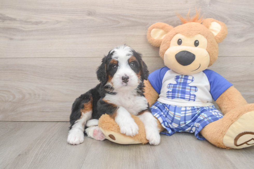 Mini Bernedoodle Pup Being Cute