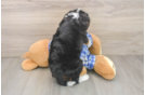 Hypoallergenic Mini Bernesepoo Poodle Mix Puppy