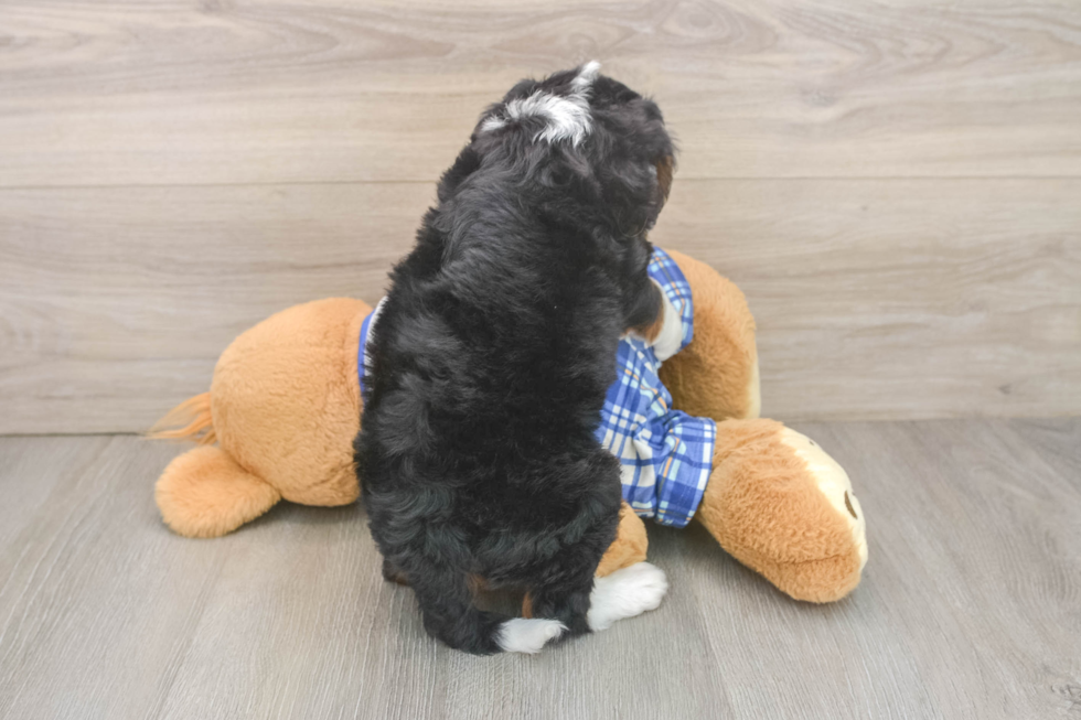 Hypoallergenic Mini Bernesepoo Poodle Mix Puppy