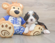 7 week old Mini Bernedoodle Puppy For Sale - Premier Pups