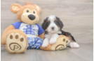 Adorable Mini Berniedoodle Poodle Mix Puppy