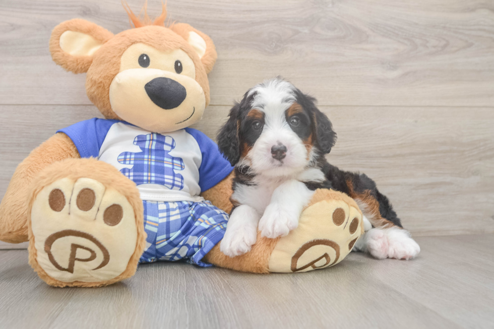 Adorable Mini Berniedoodle Poodle Mix Puppy