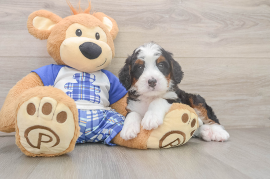 Adorable Mini Berniedoodle Poodle Mix Puppy