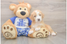 Funny Mini Bernedoodle Poodle Mix Pup