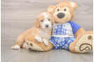 Playful Mini Bernese Poodle Poodle Mix Puppy