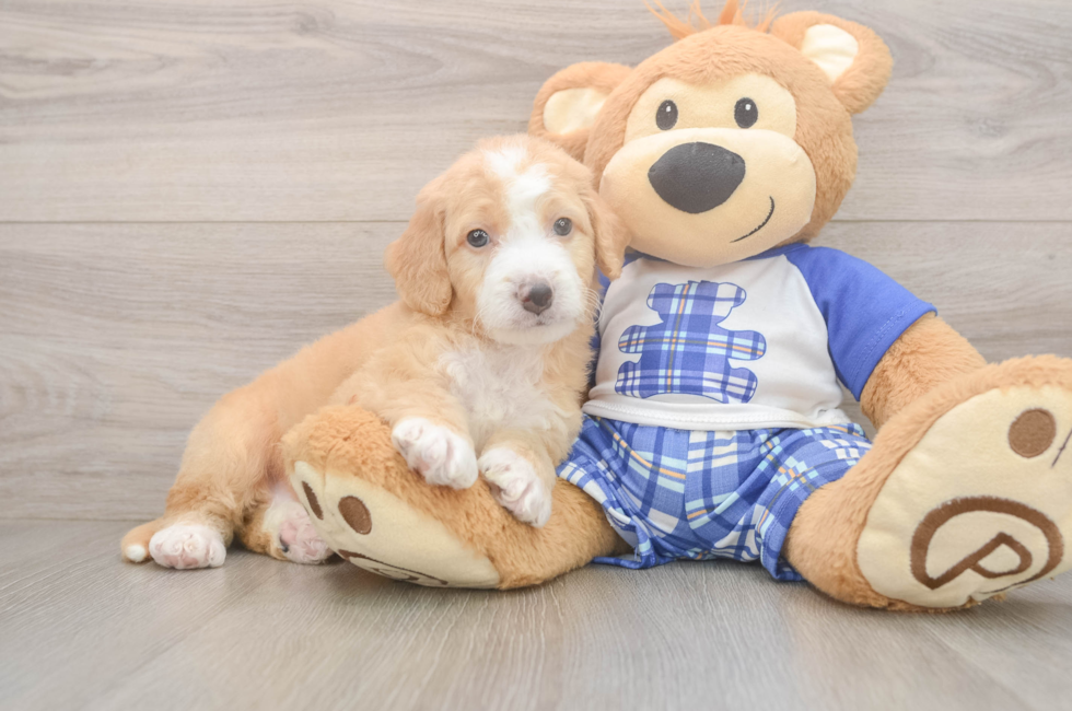 5 week old Mini Bernedoodle Puppy For Sale - Premier Pups