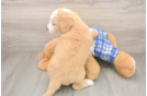 Best Mini Bernedoodle Baby