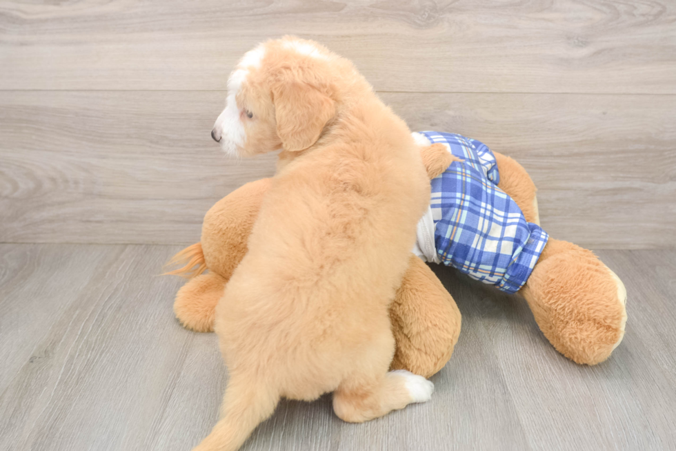 Best Mini Bernedoodle Baby