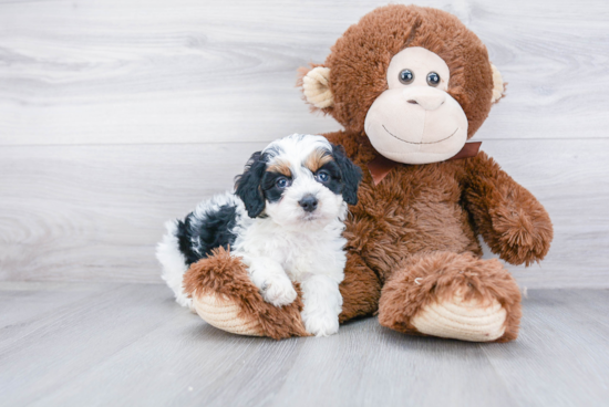 Mini Bernedoodle Puppy for Adoption