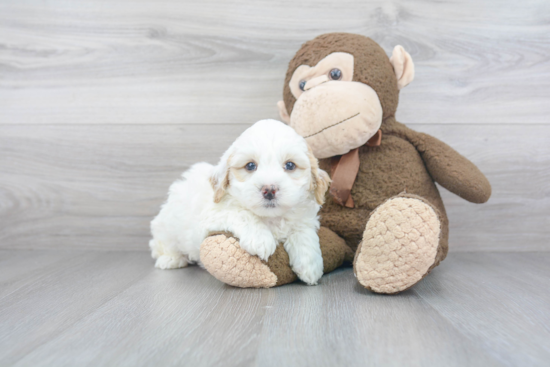 Happy Mini Bernedoodle Baby