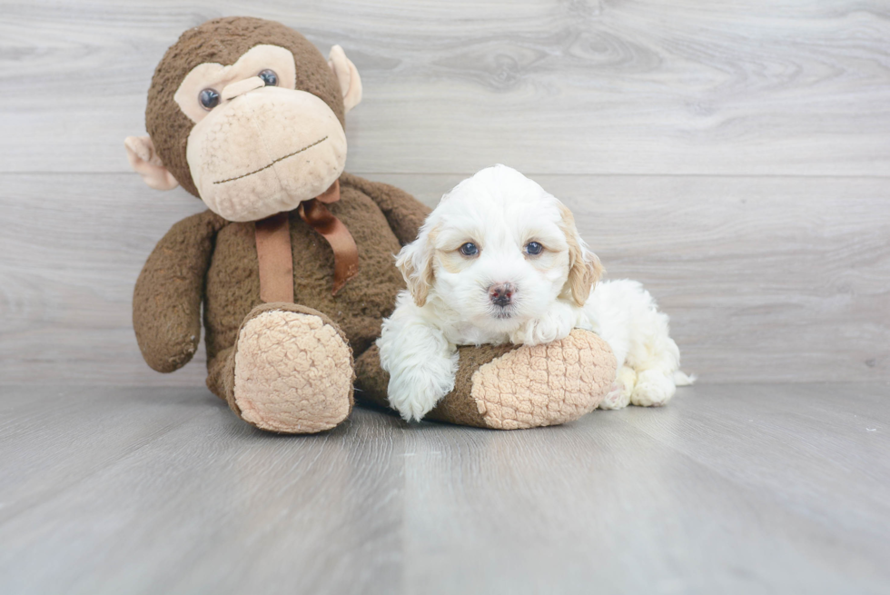 Petite Mini Bernedoodle Poodle Mix Pup