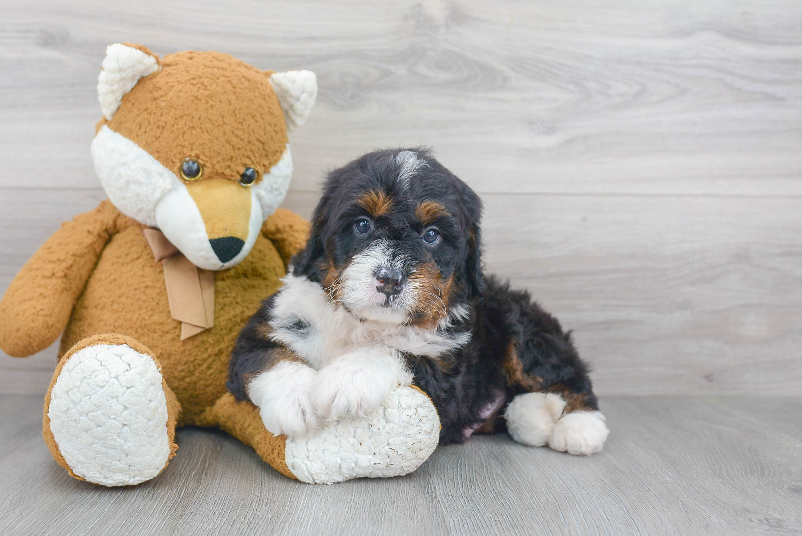 Best Mini Bernedoodle Baby