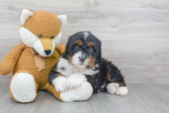 Best Mini Bernedoodle Baby