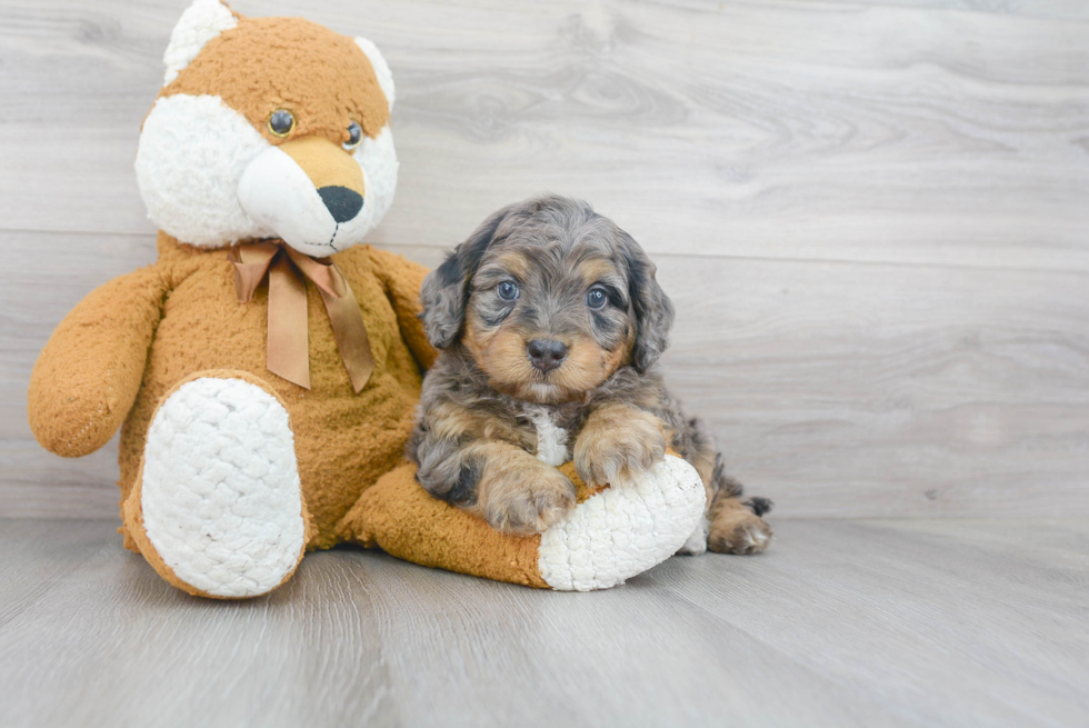 Funny Mini Bernedoodle Poodle Mix Pup