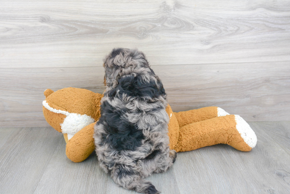 Cute Mini Bernedoodle Baby