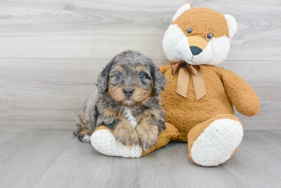 Best Mini Bernedoodle Baby