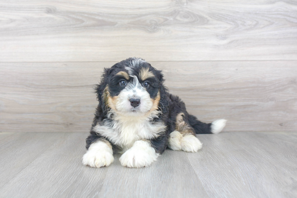 Playful Mini Berniedoodle Poodle Mix Puppy