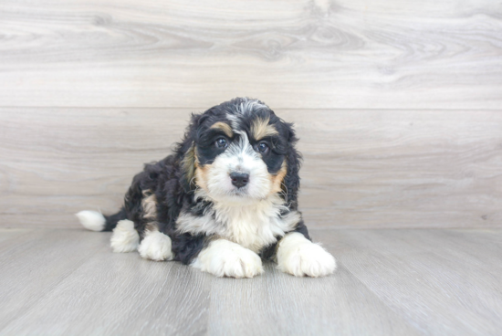 Mini Bernedoodle Pup Being Cute