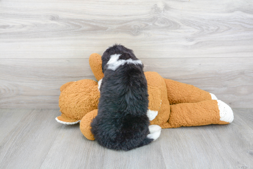 Mini Bernedoodle Pup Being Cute
