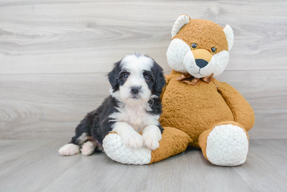 Mini Bernedoodle Puppy for Adoption