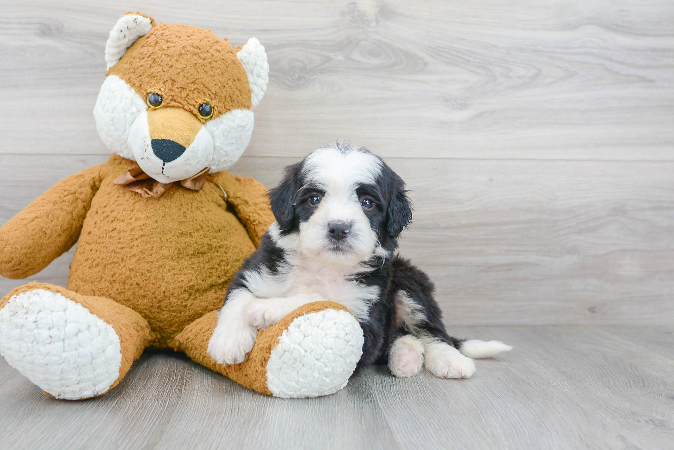 Best Mini Bernedoodle Baby