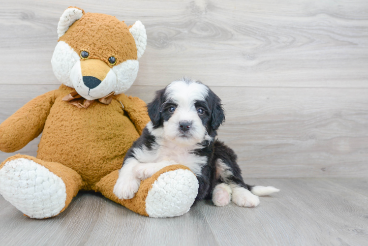 Best Mini Bernedoodle Baby