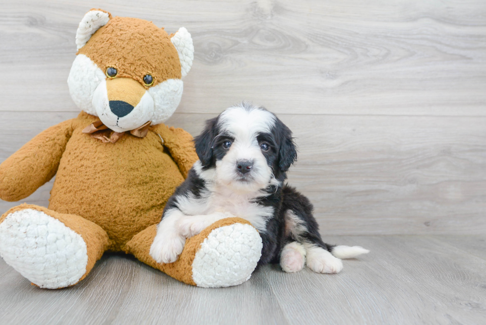 Best Mini Bernedoodle Baby