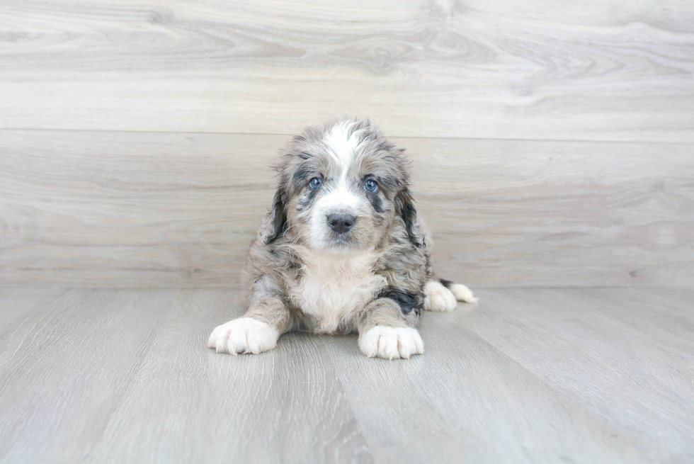 Playful Bernadoodle Poodle Mix Puppy