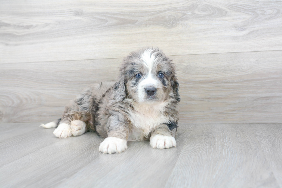 Funny Mini Bernedoodle Poodle Mix Pup