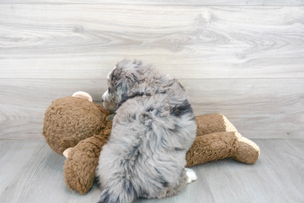 Popular Mini Bernedoodle Poodle Mix Pup