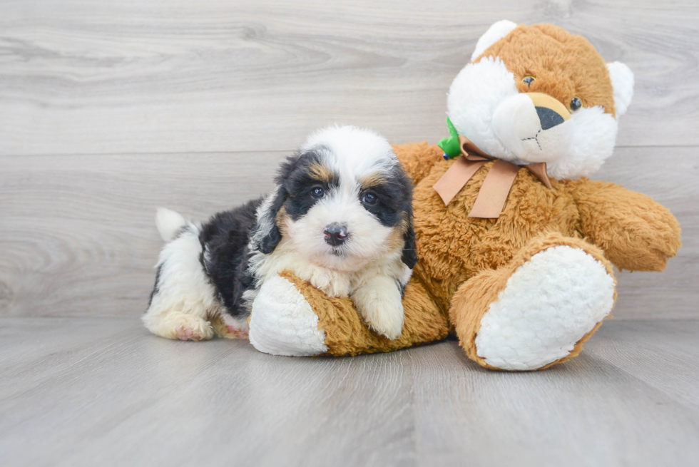 Friendly Mini Bernedoodle Baby