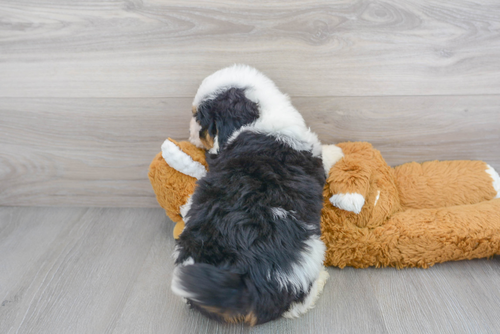 Popular Mini Bernedoodle Poodle Mix Pup