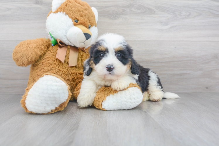 Adorable Bernadoodle Poodle Mix Puppy