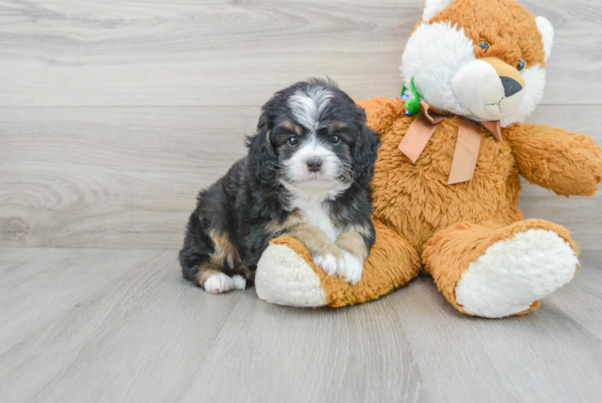 Best Mini Bernedoodle Baby