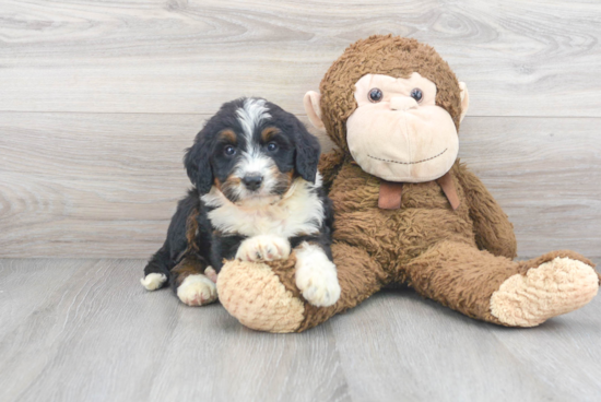 Mini Bernedoodle Pup Being Cute