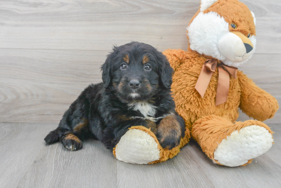 Best Mini Bernedoodle Baby