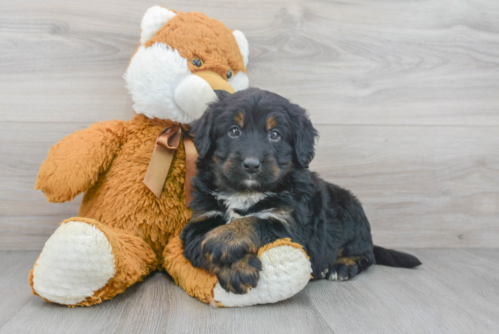 Playful Mini Berniedoodle Poodle Mix Puppy