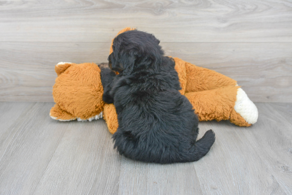 Mini Bernedoodle Pup Being Cute