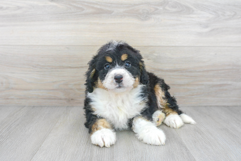 Little Bernadoodle Poodle Mix Puppy