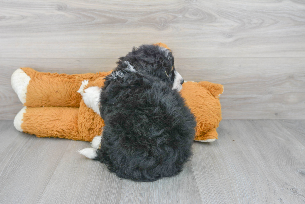 Energetic Mini Berniedoodle Poodle Mix Puppy