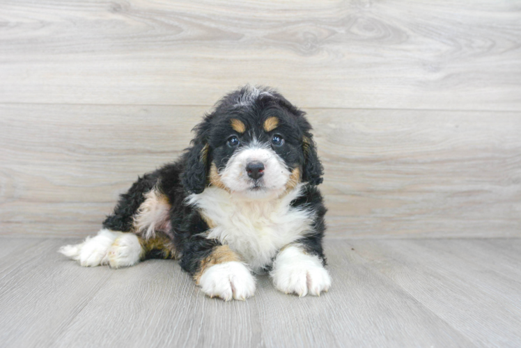 Energetic Bernadoodle Poodle Mix Puppy