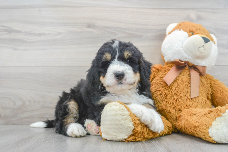 Mini Bernedoodle Pup Being Cute