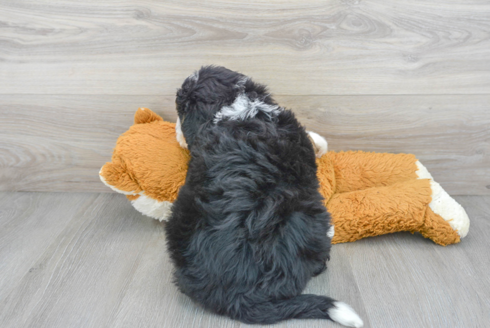 Best Mini Bernedoodle Baby