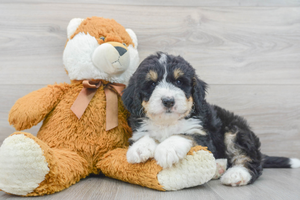 Hypoallergenic Mini Berniedoodle Poodle Mix Puppy